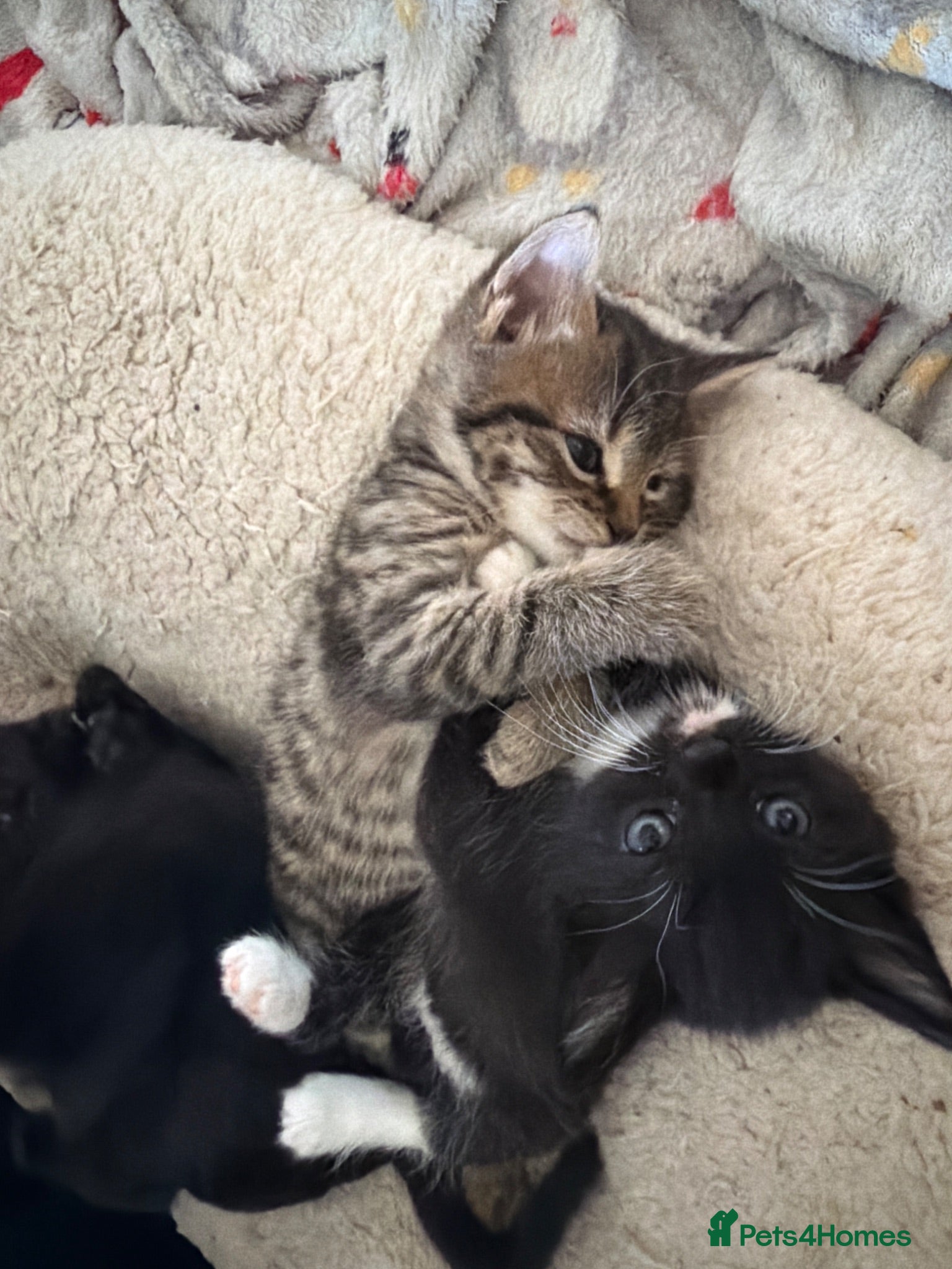 British Shorthair cats Kittens for sale ❤️ - Advert 1