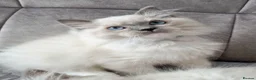 Ragdoll cats for sale: TICA registered ragdoll kittens  - Advert 9