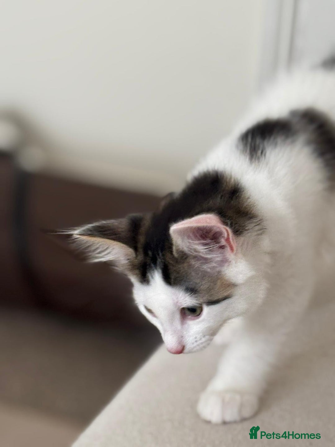 Mixed Breed cats for adoption: Rescue kitten Pixi needs forever home - Image 4