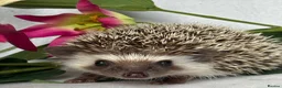 Pygmy Hedgehog rodents for sale: African Pygmy Hedgehog  - Advert 13