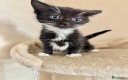 Domestic Shorthair cats for sale: Gorgeous Fluffy Kittens, ready now! - Image 15