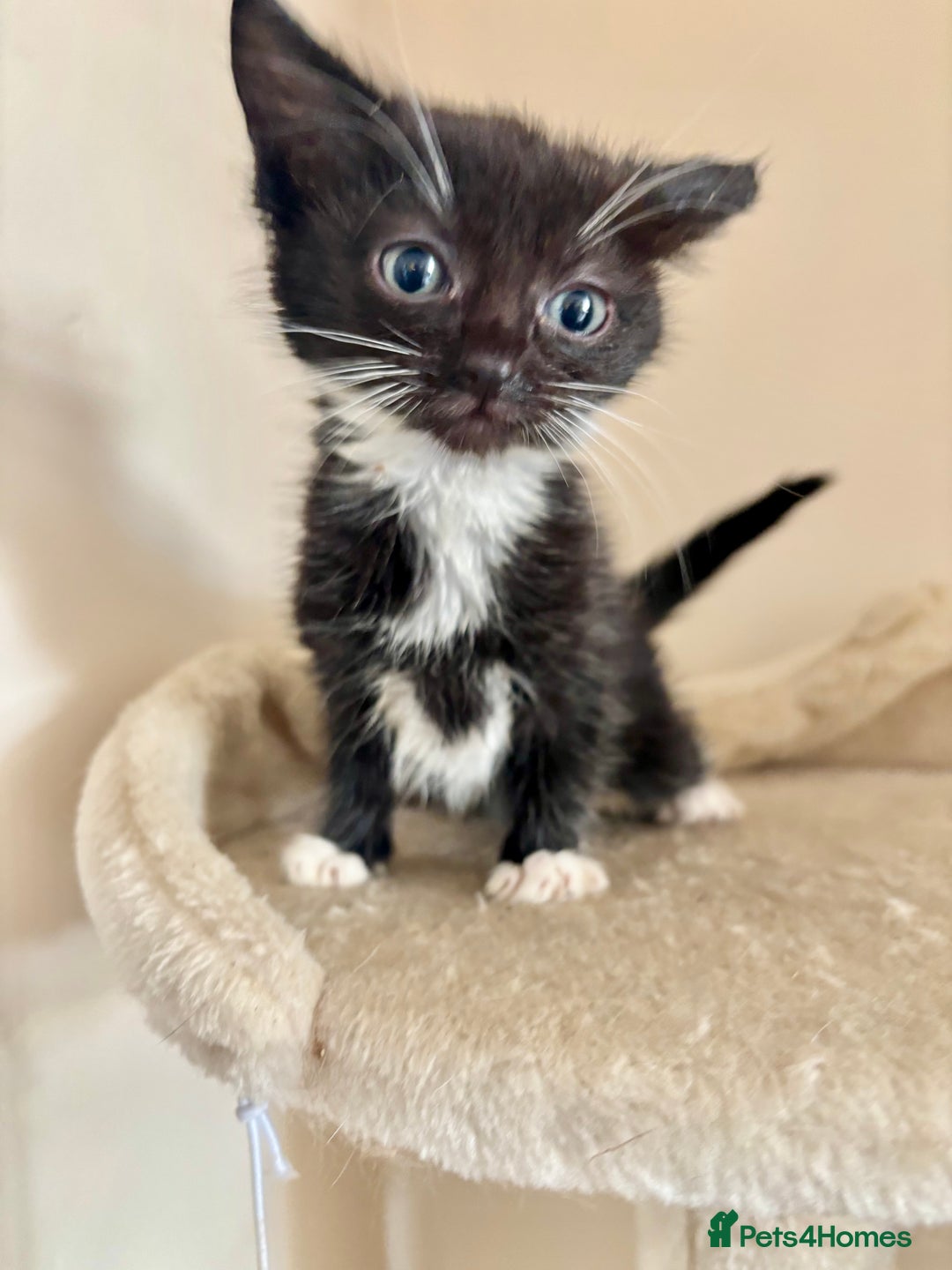 Domestic Shorthair cats for sale: Gorgeous Fluffy Kittens, ready now! - Image 15
