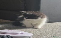 British Longhair cats for sale: British longhair Kitten - Image 4