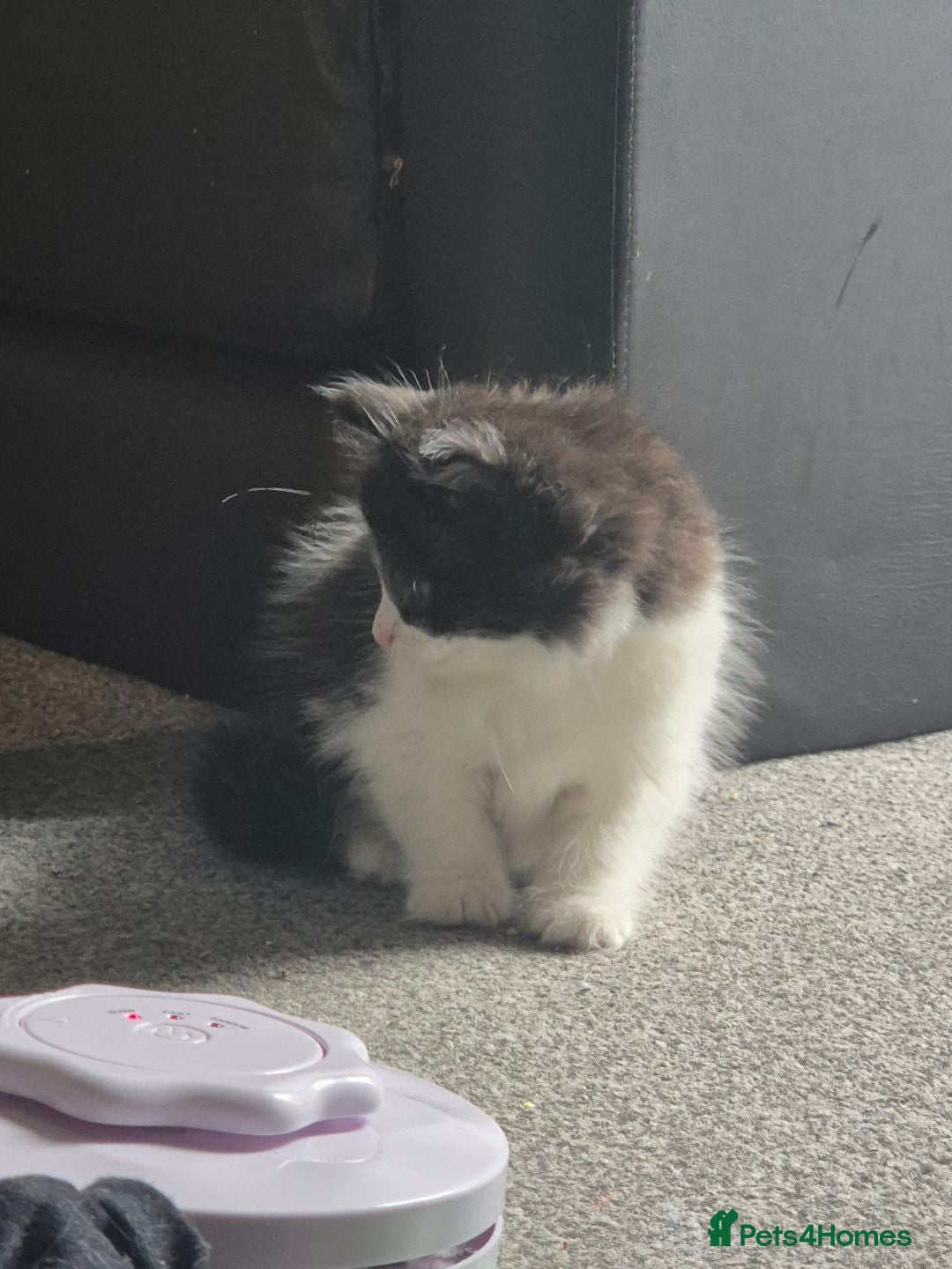 British Longhair cats for sale: British longhair Kitten - Image 4
