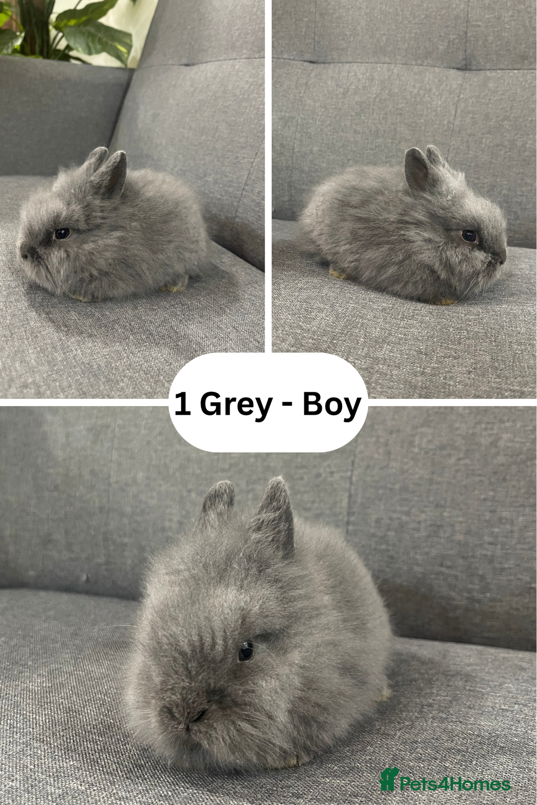 Lionhead rabbits for sale: Adorable Lionhead bunnies - Advert 3