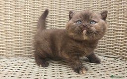 British Shorthair cats for sale: Stunning British Shorthair Kittens  - Image 8