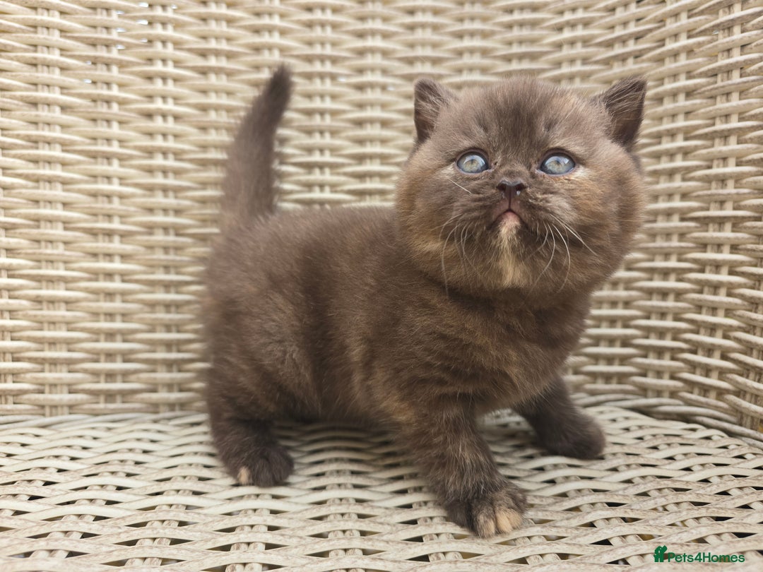 British Shorthair cats for sale: Stunning British Shorthair Kittens  - Image 8