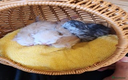 Persian cats for sale:  Chinchilla Persain looking for his forever home - Image 8