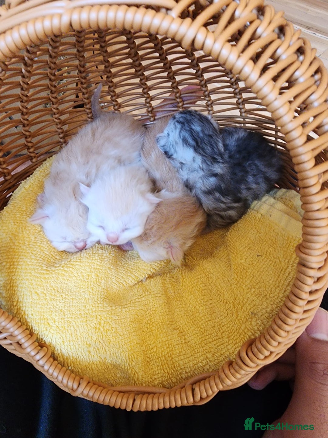 Persian cats for sale:  Chinchilla Persain looking for his forever home - Image 8