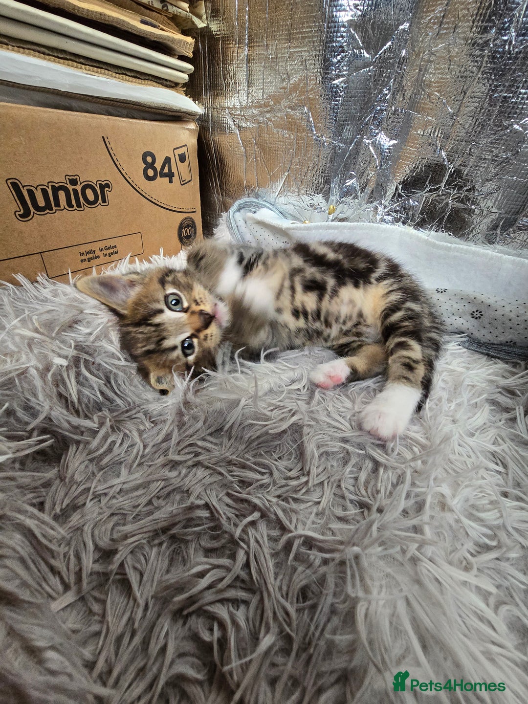Mixed Breed cats for sale: Premium mixed breed kittens - Image 13