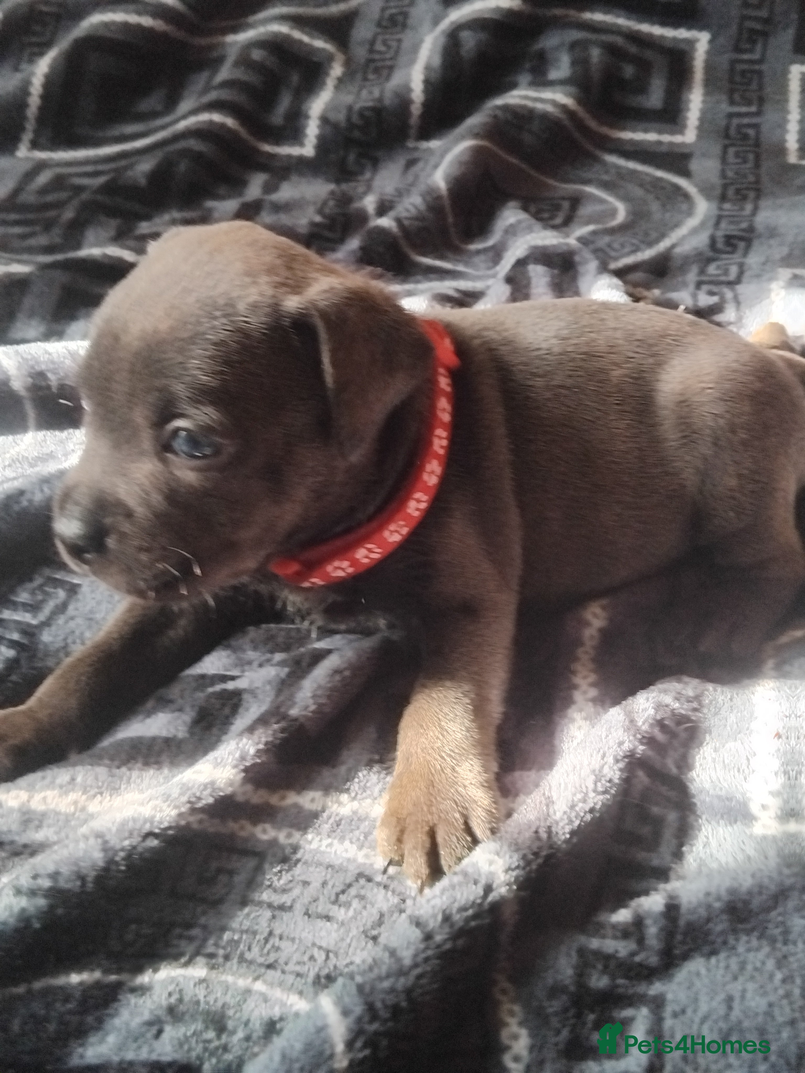 Staffordshire Bull Terrier dogs KC REG BLUE STAFFORDSHIRE BULL TERRIER - Advert 5