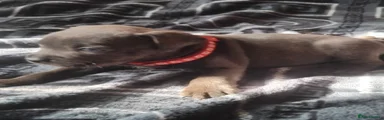 Staffordshire Bull Terrier 2