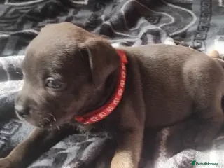 Staffordshire Bull Terrier dogs KC REG BLUE STAFFORDSHIRE BULL TERRIER - Advert 5