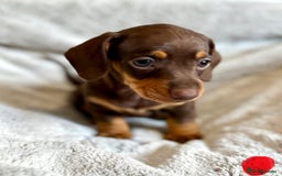 Miniature Dachshund dogs for sale: Adorable Miniature Dachshund Puppies - Image 13
