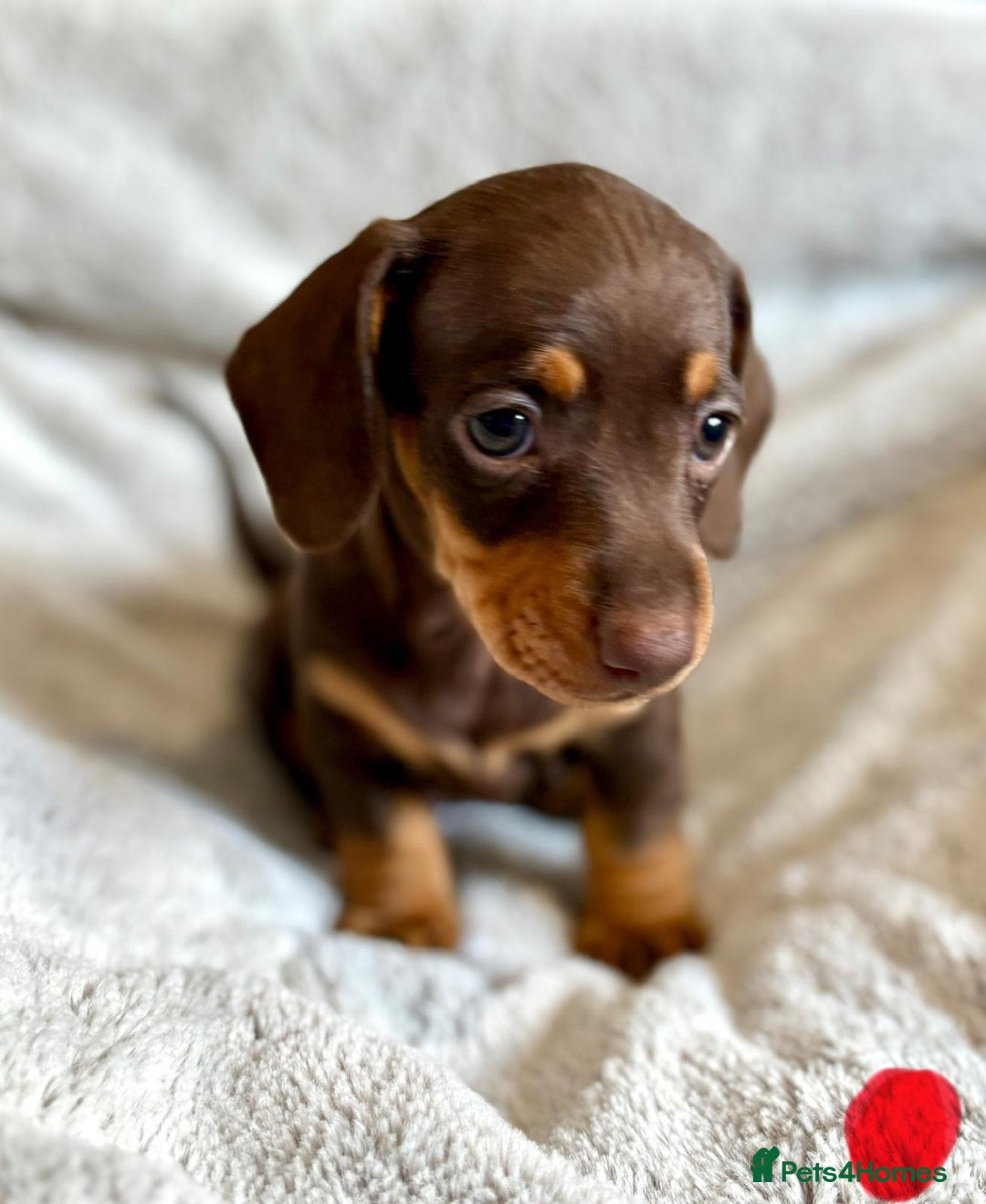 Miniature Dachshund dogs for sale: Adorable Miniature Dachshund Puppies - Image 13