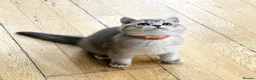 British Shorthair cats for sale: A Girl Available- GCCF/TICA British Shorthair  - Advert 5