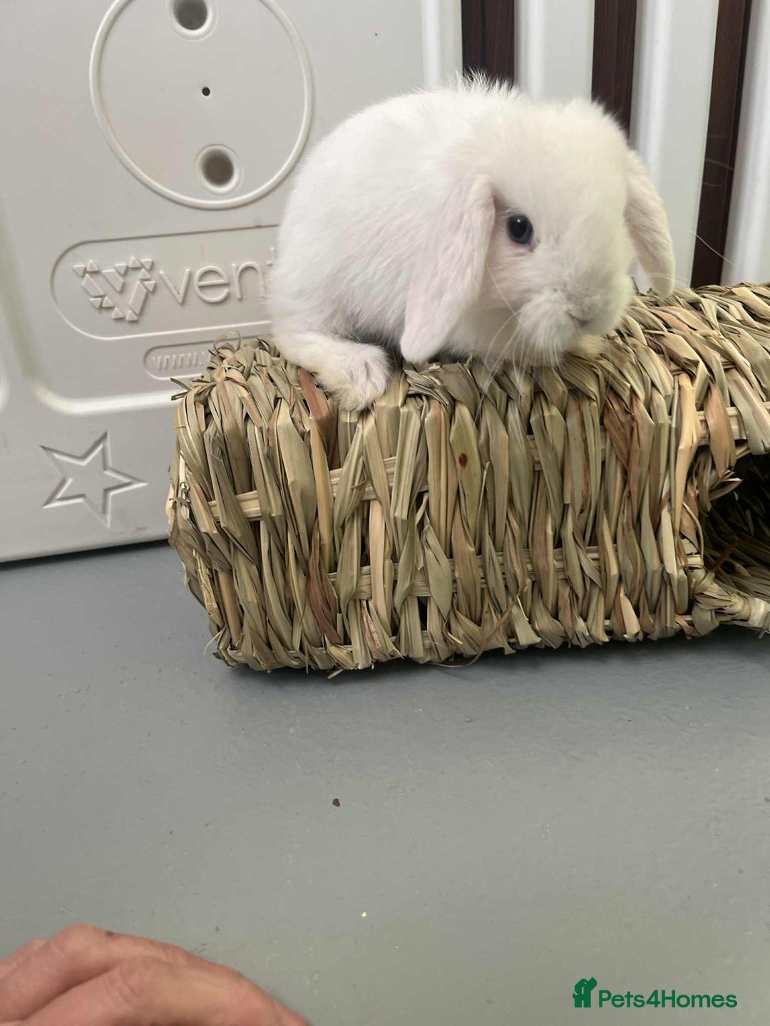 Mini Lop rabbits for sale: Mini Lop White Baby Bunny Ready Now!! - Image 6