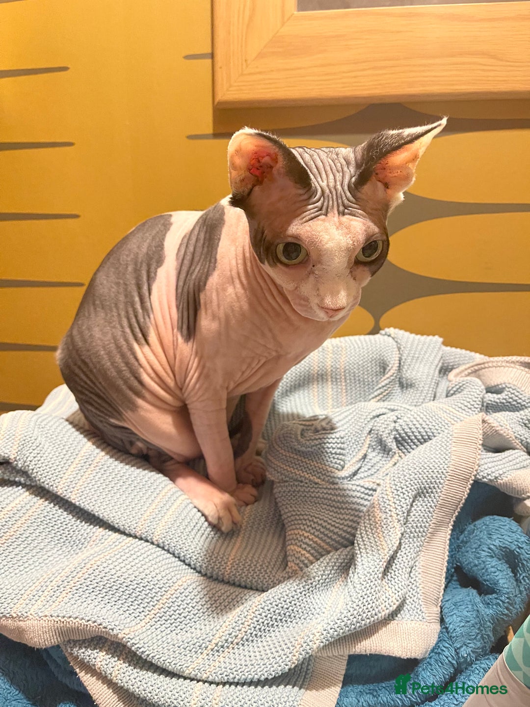 Sphynx cats for sale: 7 year old sphynx female to be rehomed - Image 12