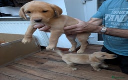 Labrador Retriever dogs for sale: Red and yellow Labrador puppies for sale. - Image 8