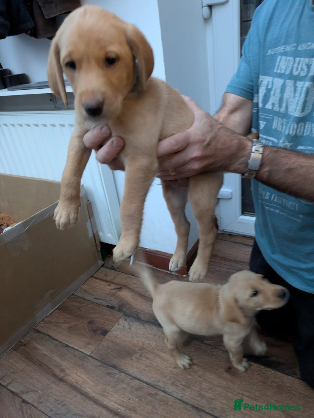 Labrador Retriever dogs for sale: Red and yellow Labrador puppies for sale. - Image 8