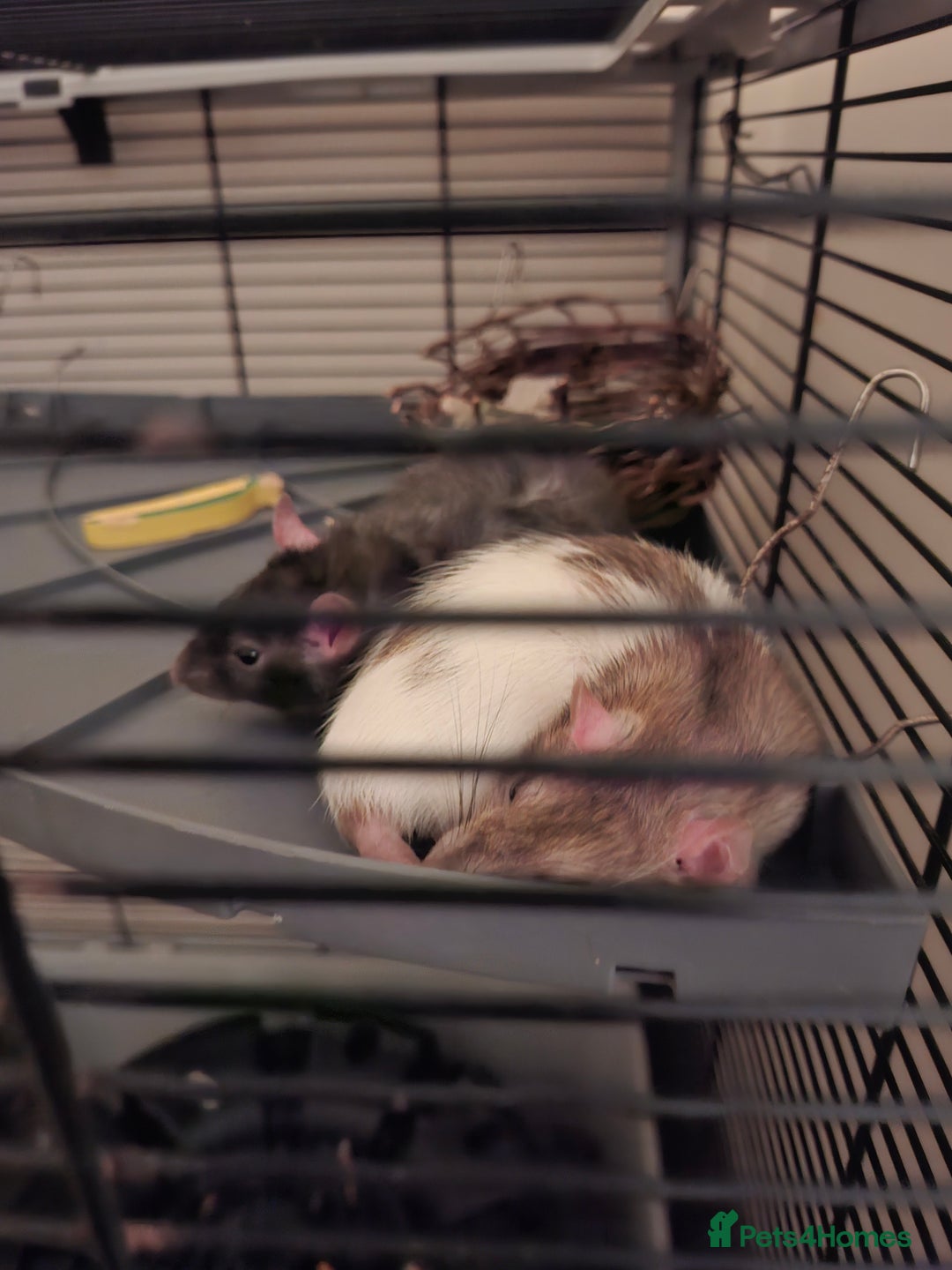 Rat rodents for sale: 2 Lovely Female Rats For Sale (Full Setup) - Advert 1