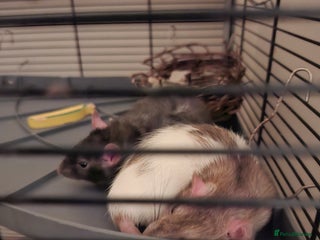 Rat rodents 2 Lovely Female Rats For Sale (Full Setup) - Advert 1