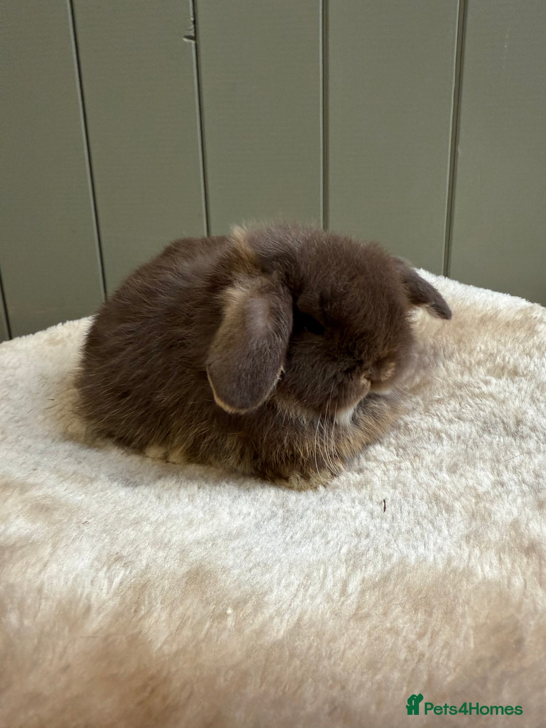 Mini Lop rabbits for sale: 🖤🩶🤎 Gorgeous Pure Bred Mini Lops 🖤🩶🤎 - Advert 8
