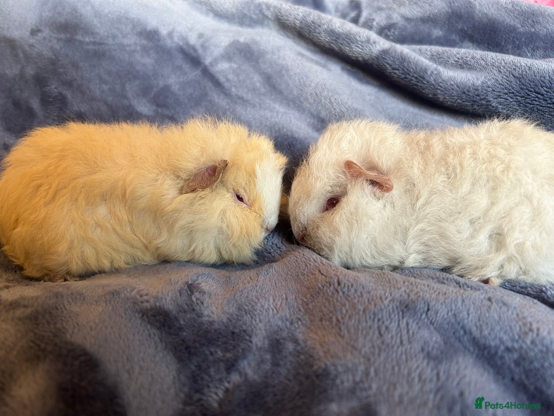 Guinea Pig rodents for sale: Swiss baby Guinea pigs  - Advert 7