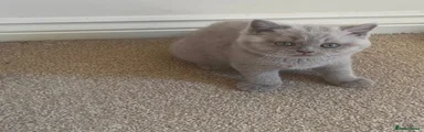 British Shorthair 3