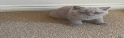 British Shorthair cats for sale: Beautiful british shorthair looking for a new home - Advert 14