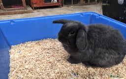 Mini Lop rabbits for sale: Gorgeous pure bred mini lops for sale  - Image 2