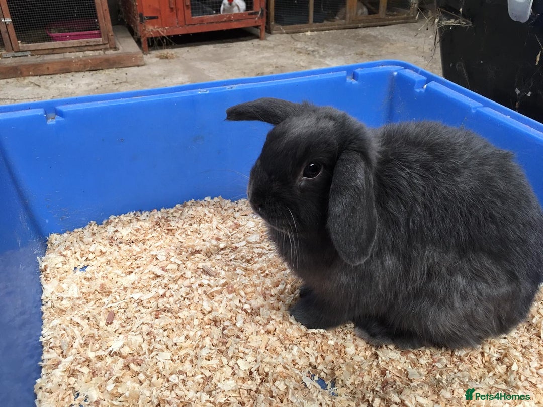 Mini Lop rabbits for sale: Gorgeous pure bred mini lops for sale  - Image 2