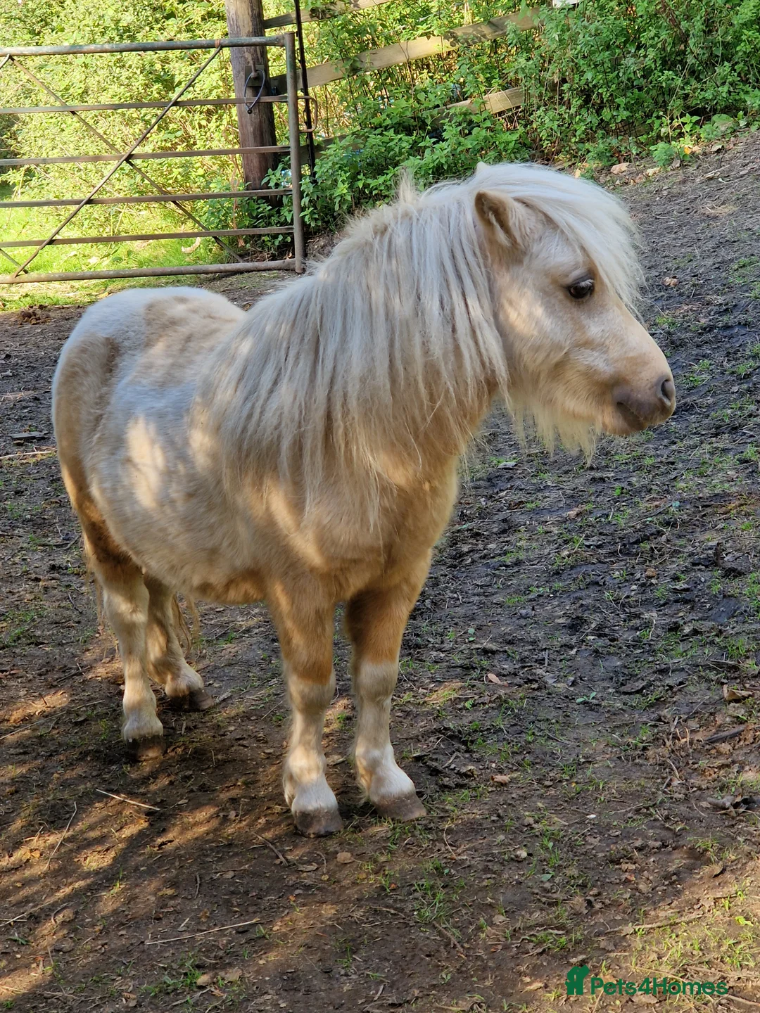 Shetland pony horses for sale: Miniature Shetland Colts in Ringwood - Advert 1