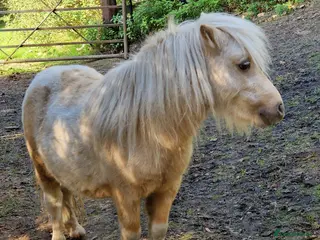 Shetland pony horses Miniature Shetland Colts in Ringwood - Advert 8