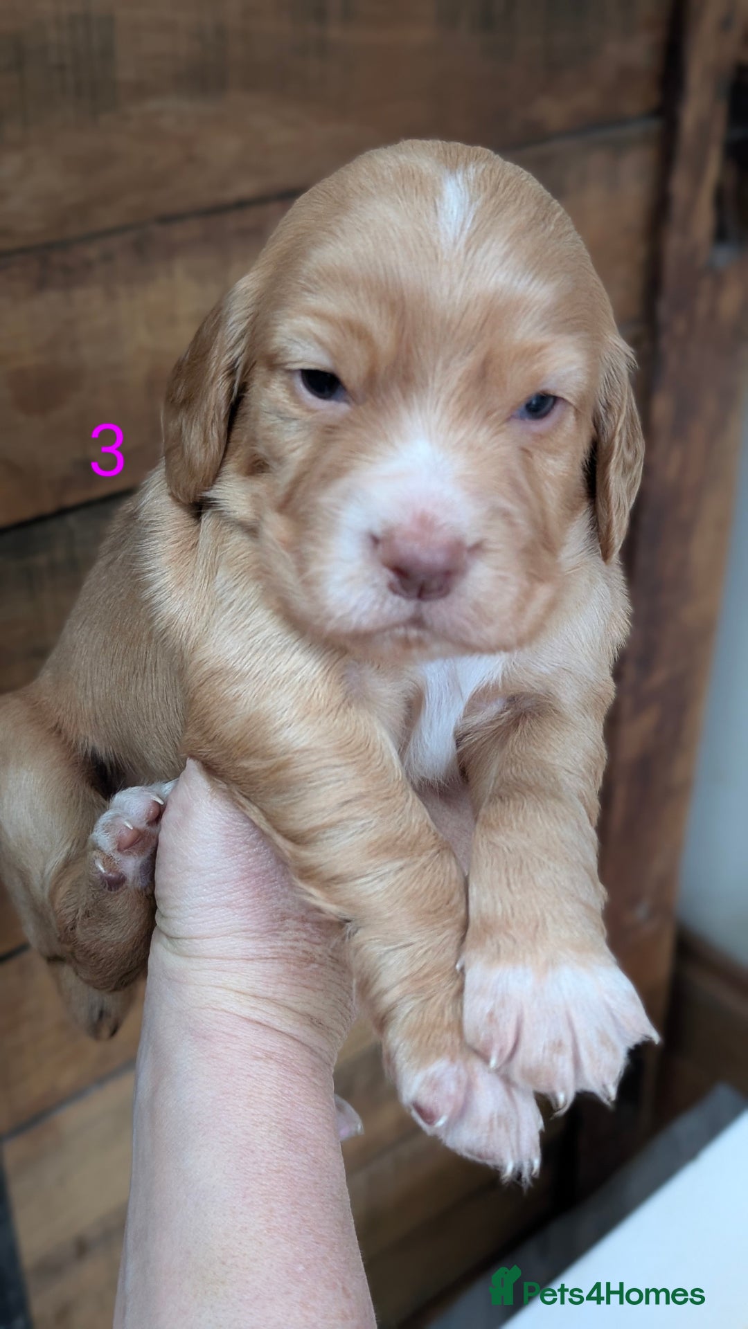 Cocker Spaniel dogs for sale: Working Cocker Spaniel Puppies  - Advert 15