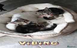 British Shorthair cats for sale: Black and white kitten and tabby - Image 6