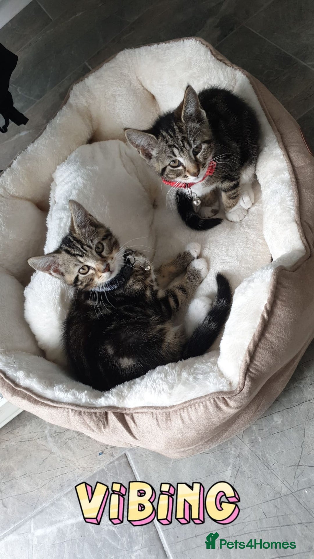 British Shorthair cats for sale: Black and white kitten and tabby - Image 6