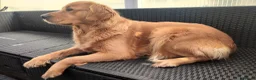 Golden Retriever dogs for sale: Golden Retriever Girl  - Advert 1