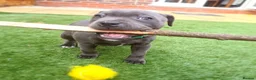 Staffordshire Bull Terrier dogs for sale: Healthy Staffordshire Bull Terrier Puppies – Ready in Woking - Advert 8