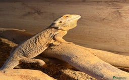 Bearded Dragon reptiles for sale: Bob 4 year old Beardie - Image 1