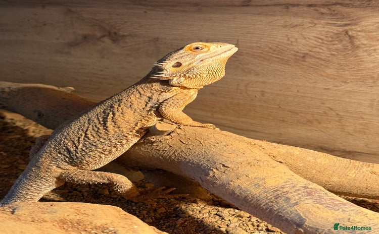 Bearded Dragon reptiles - Advert 13