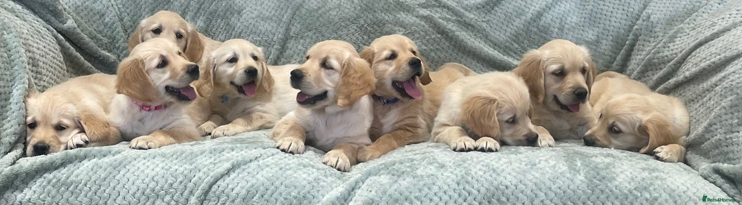 Golden Retriever dogs for sale: Quality Litter Of KC Reg Golden Retriever Puppies  - Image 17