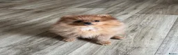 Pomeranian dogs for sale: KC reg Ready to go Luxury Pomeranian  - Advert 10