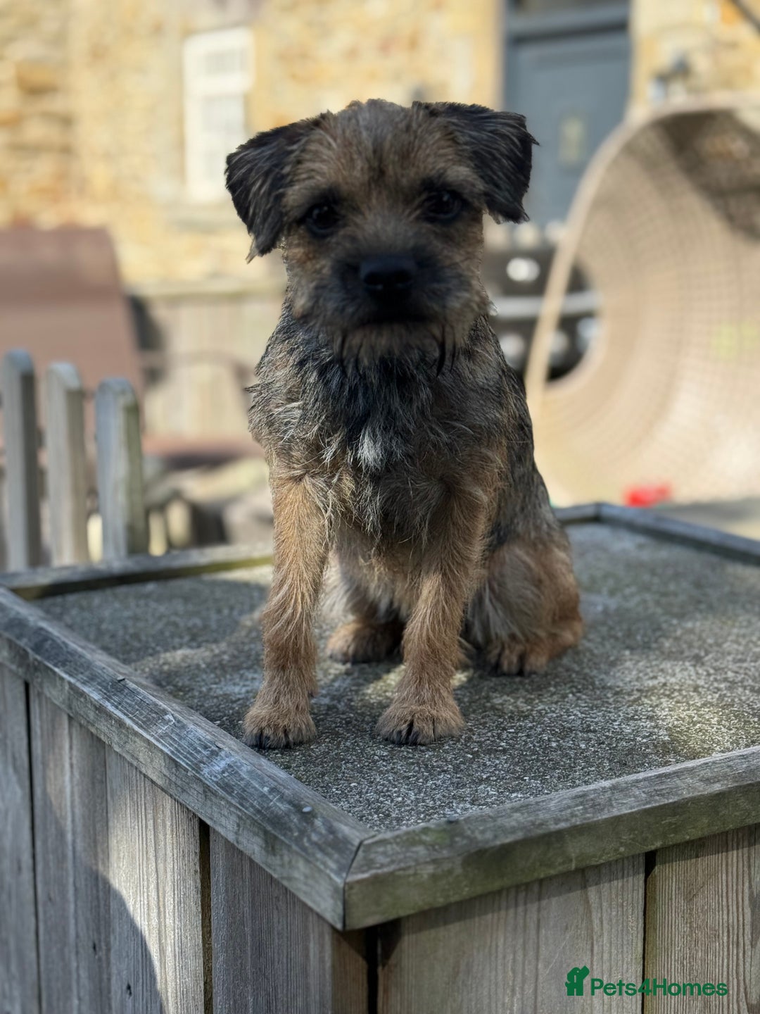 Border Terrier dogs for sale: KC Grizzle & Tan Border Terrier - Image 3