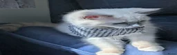 Ragdoll cats for sale: Champion EU pedigree TICA Ragdoll kitten  - Advert 10