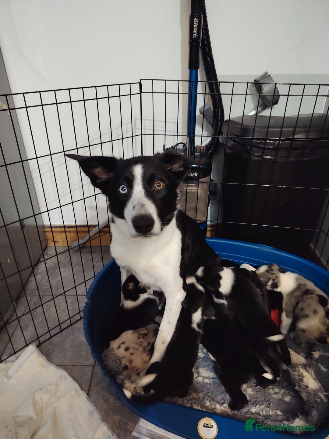 Border Collie dogs for sale: Border collie and blue merle  - Advert 18