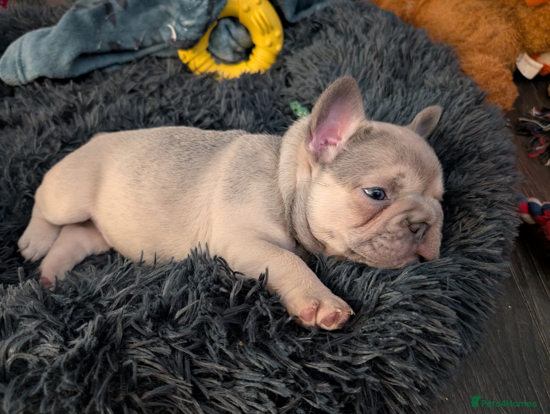 French Bulldog dogs for sale: Beautiful fawn male French Bulldog Puupy - Advert 4