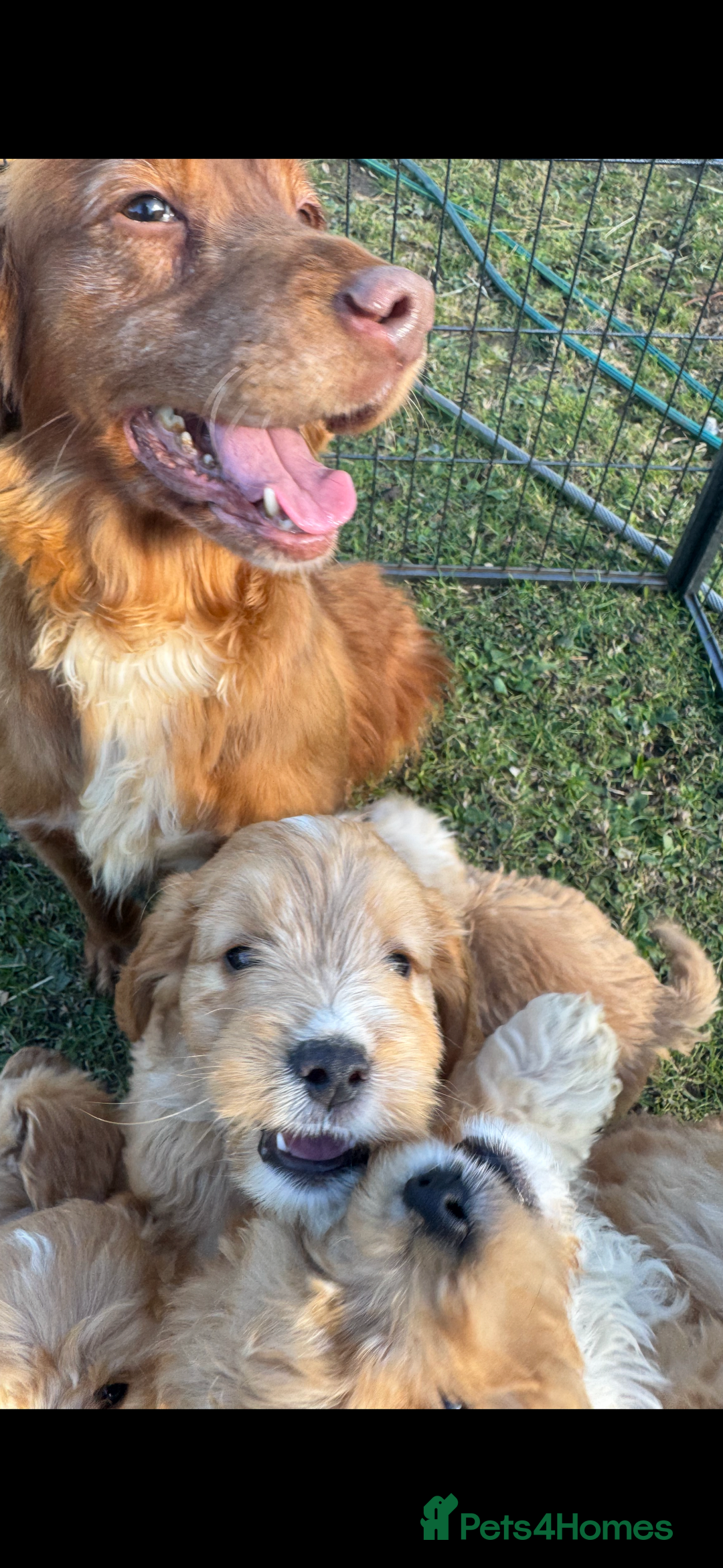 Cockapoo dogs for sale: Stunning cockapoo pups  - Image 2