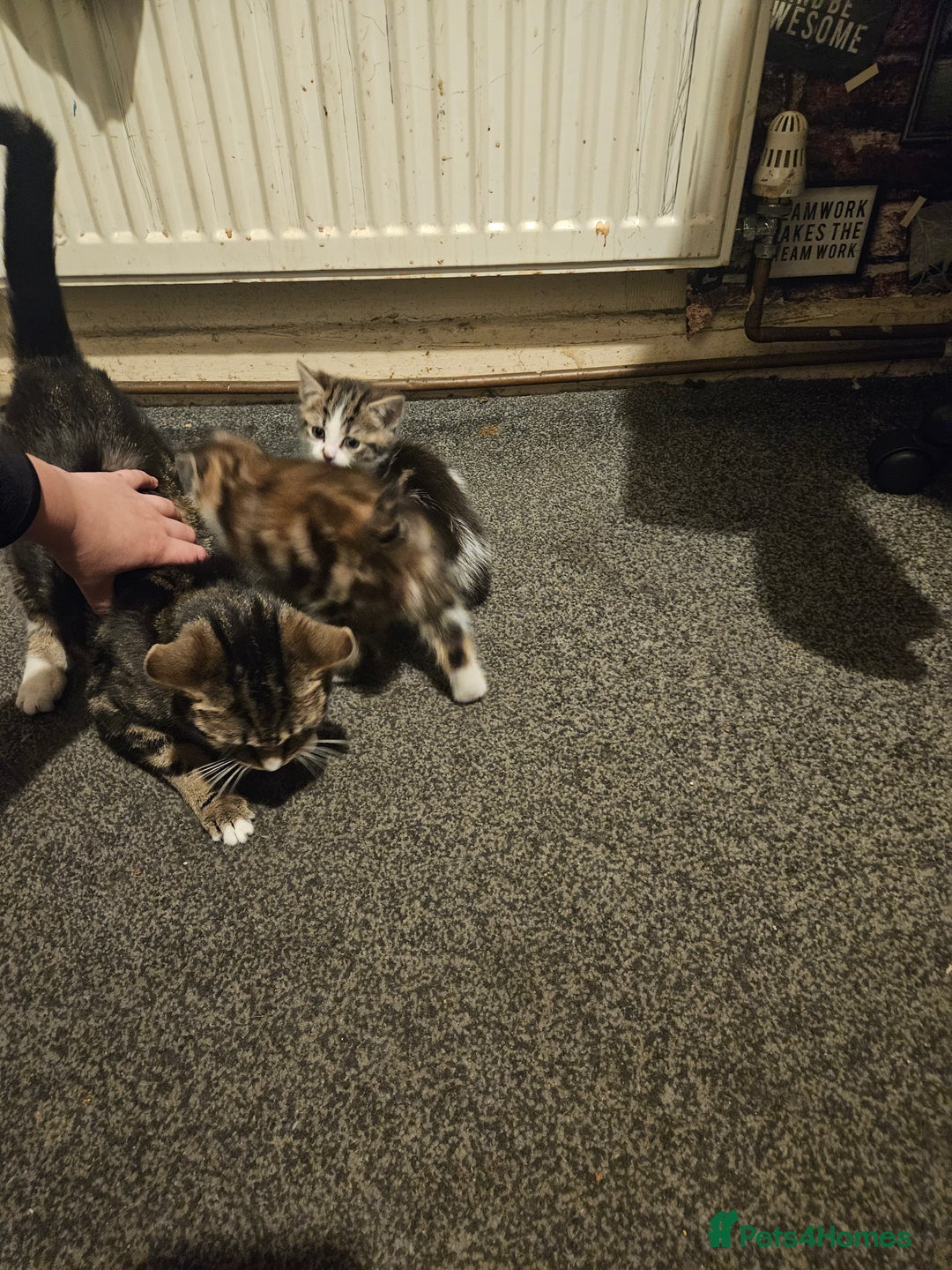 American Shorthair cats for sale: 2 kittens - Advert 3