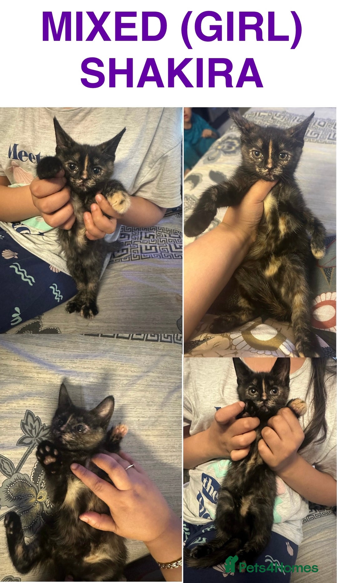 British Longhair cats for sale: 3 Adorable Kittens left. Playful & Cute - Image 10